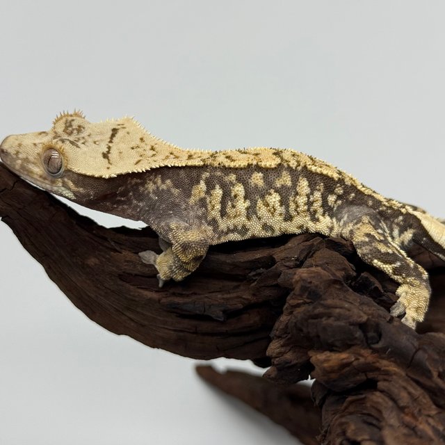 노멀 익스트림할리퀸