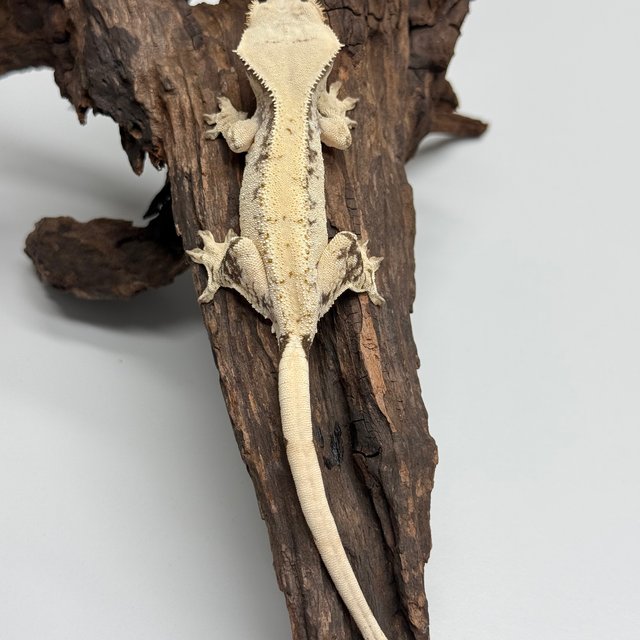 노멀 트라이 드리피