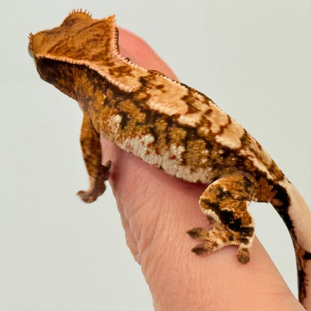 노멀 트라이 익스트림할리퀸