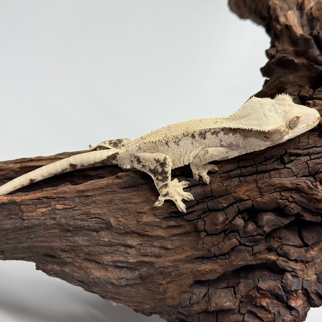 노멀 트라이 드리피