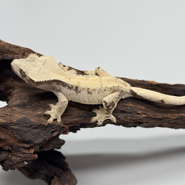 노멀 트라이 드리피