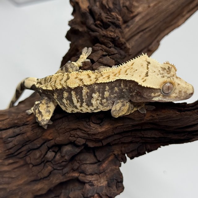 노멀 익스트림할리퀸