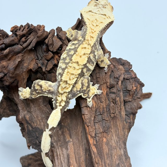 노멀 익스트림할리퀸