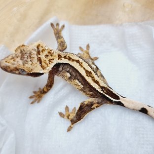 100%헷아잔틱 엠티백 쿼드 풀핀