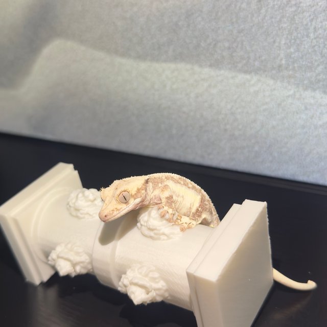 릴리100%헷아잔틱