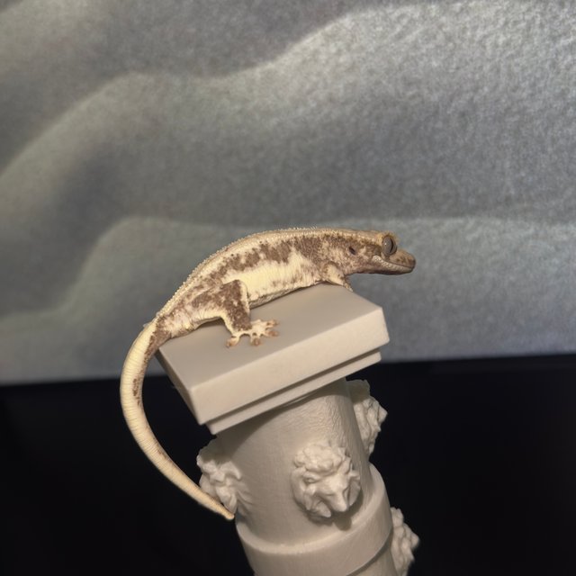 릴리100%헷아잔틱