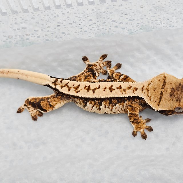 노멀 트라이 화이트핀 풀핀 익스트림할리퀸 텐저린