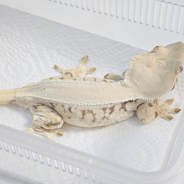 릴리화이트 레드