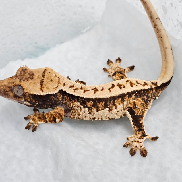 노멀 트라이 화이트핀 풀핀 익스트림할리퀸 텐저린