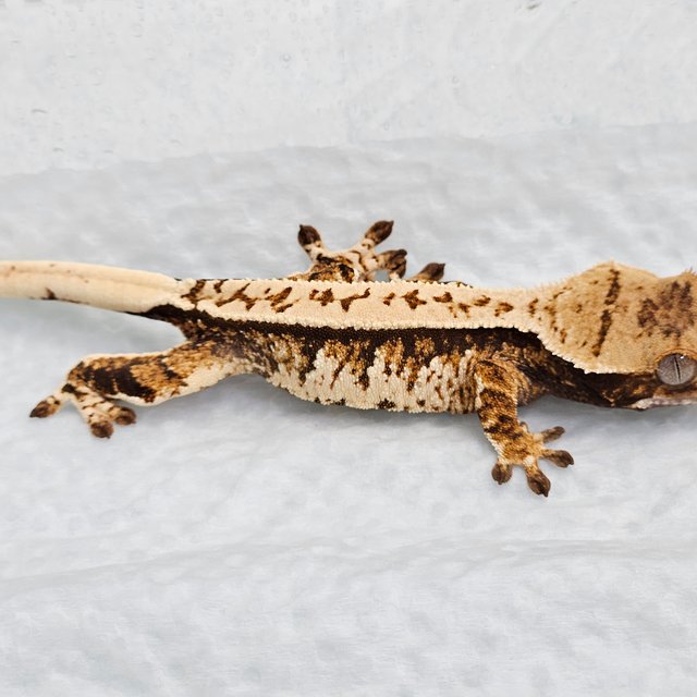 노멀 트라이 화이트핀 풀핀 익스트림할리퀸 텐저린