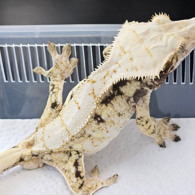 노멀 트라이 드리피 화이트스팟