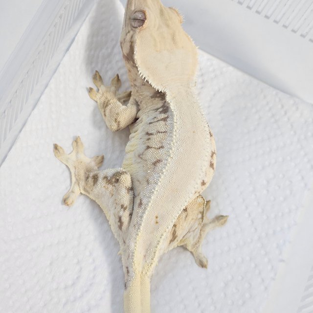 릴리화이트 레드