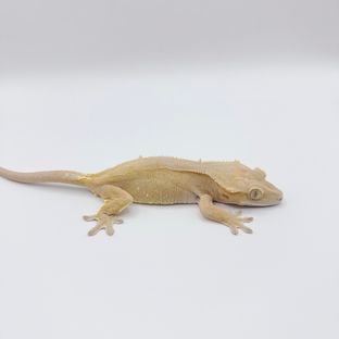 레드 옐로우 벅스킨