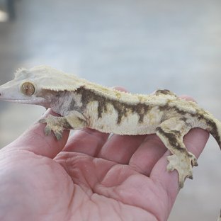 드리피 화이트스팟 트라이