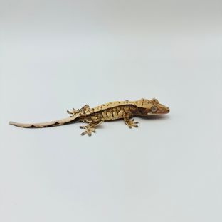 트라이 화이트스팟