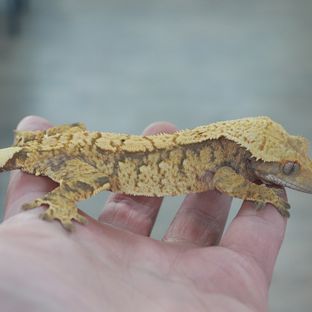 트라이