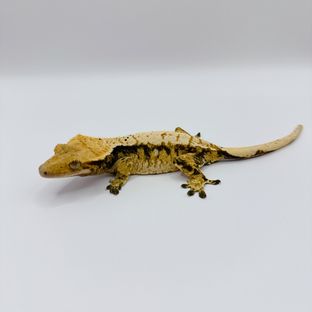 트라이 익스트림할리퀸