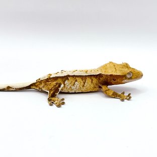 레드 트라이