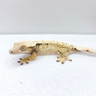 노멀 트라이 화이트스팟