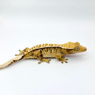 트라이 핀스트라이프 텐저린