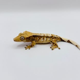 트라이