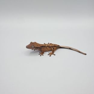 텐저린 트라이
