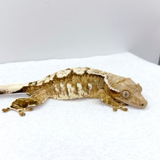 드리피 화이트크라운 화이트스팟 크림 크림시클