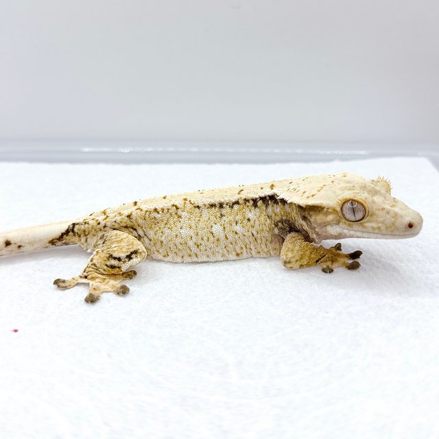 노멀 트라이 화이트스팟