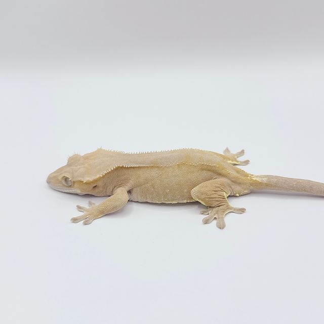 레드 옐로우 벅스킨