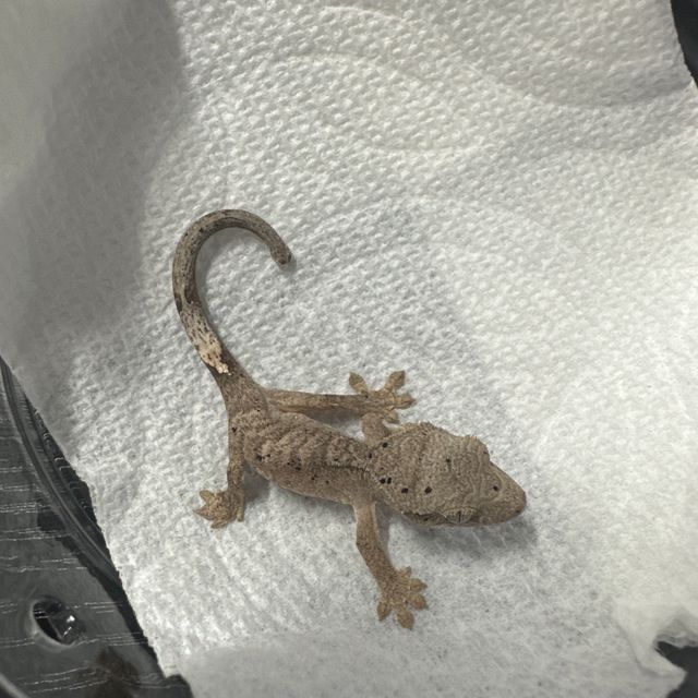 슈퍼달마시안 달마시안