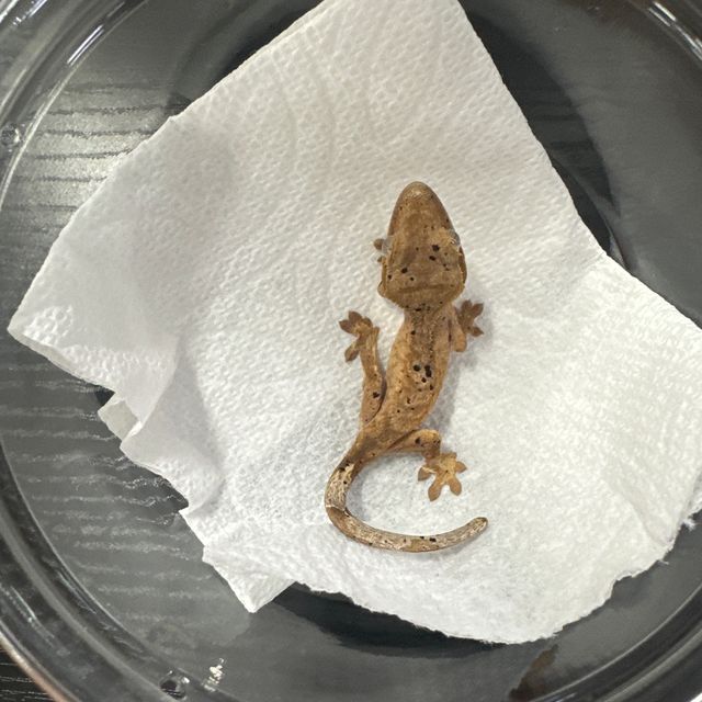 달마시안 슈퍼달마시안