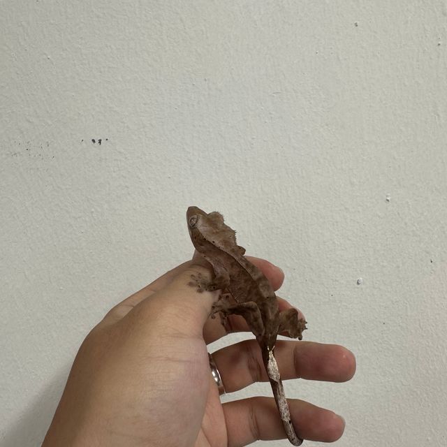 카푸치노