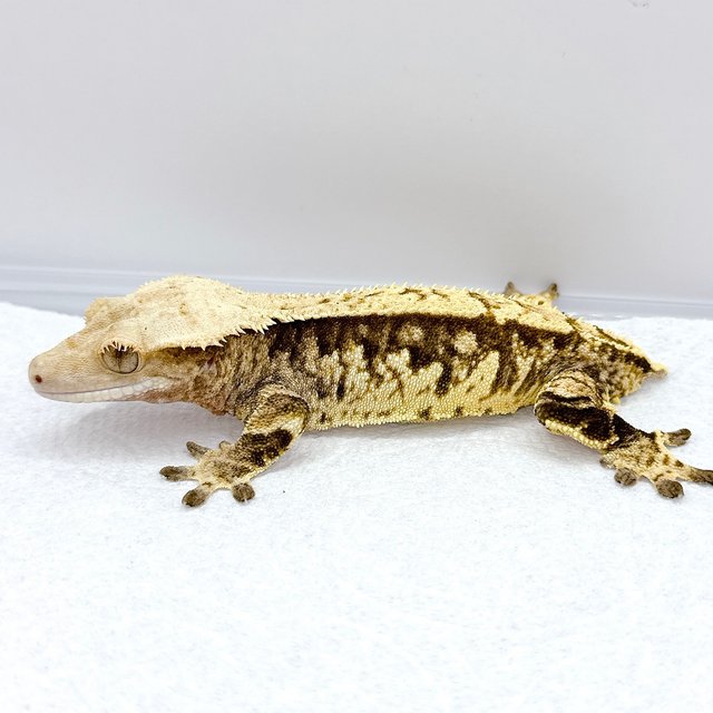 핀스트라이프 트라이