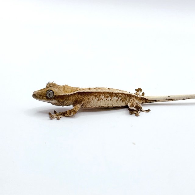 레드 드리피 쿼드