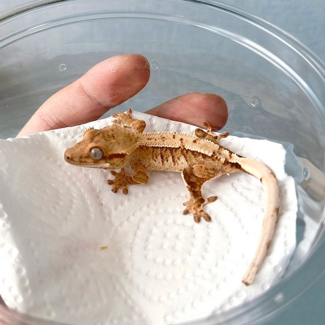 트라이 익스트림할리퀸 노멀