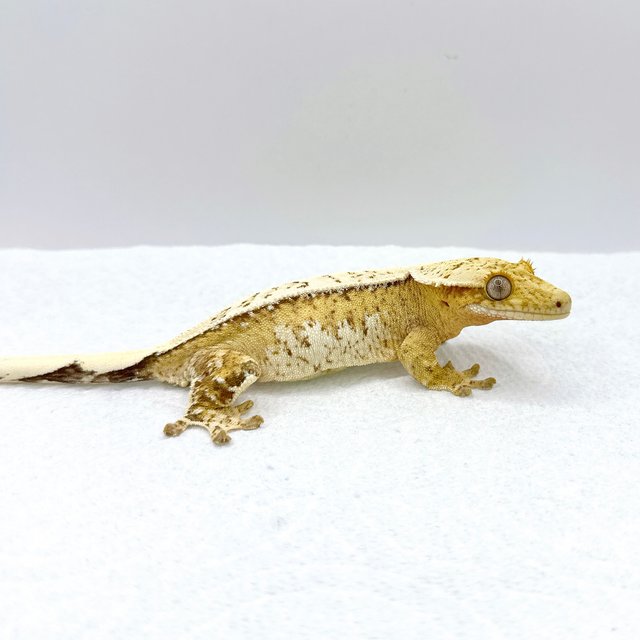 드리피 크림시클 쿼드