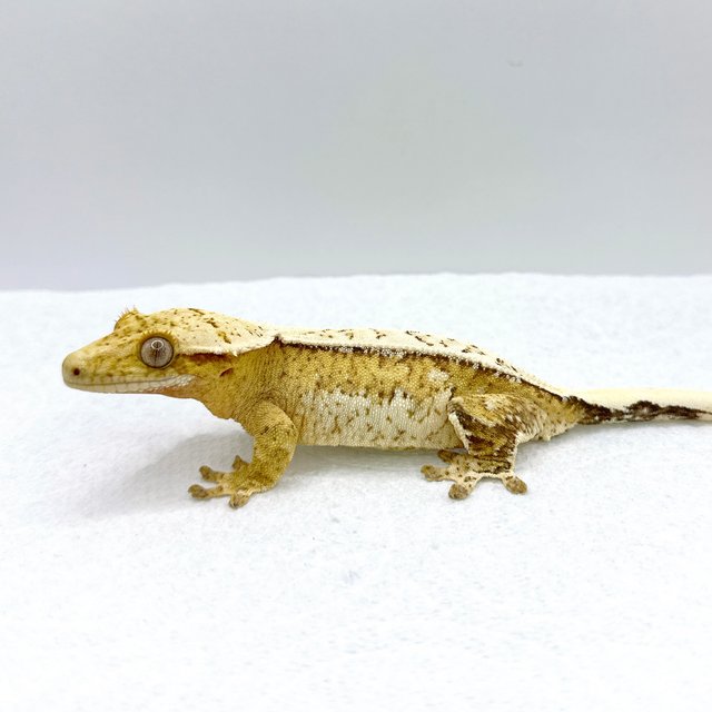 드리피 크림시클 쿼드