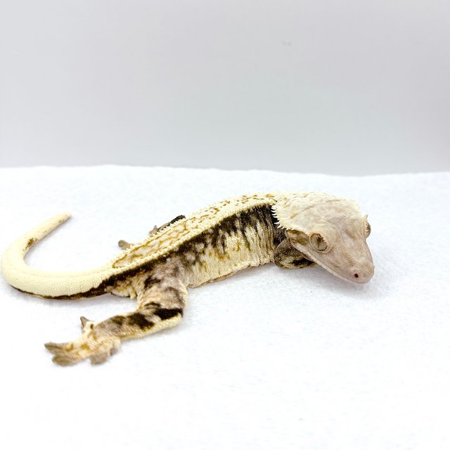 풀핀 드리피 쿼드