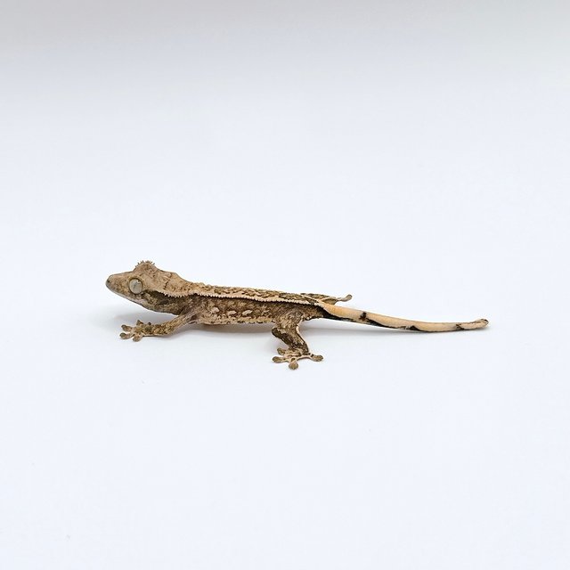 크림시클 화이트스팟