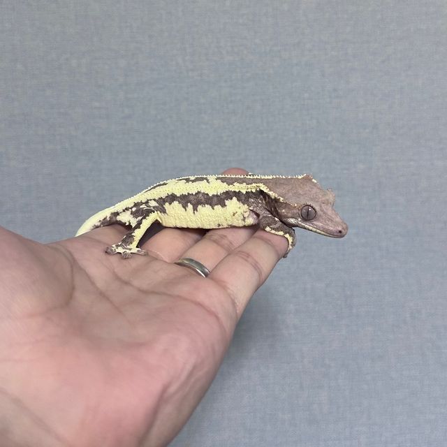 프라푸치노