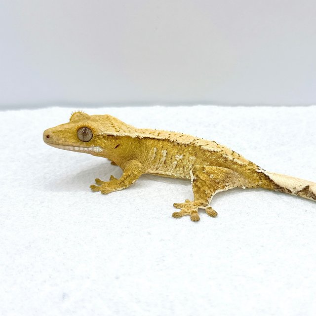 드리피 크림시클