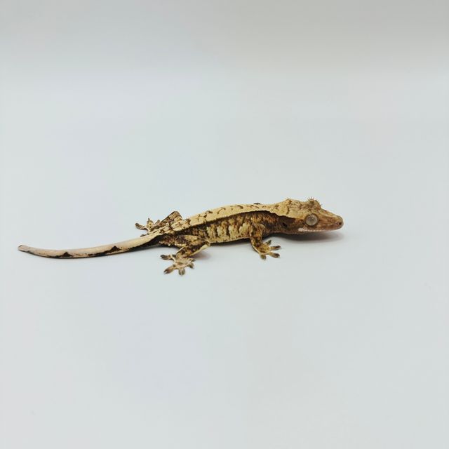 트라이 화이트스팟