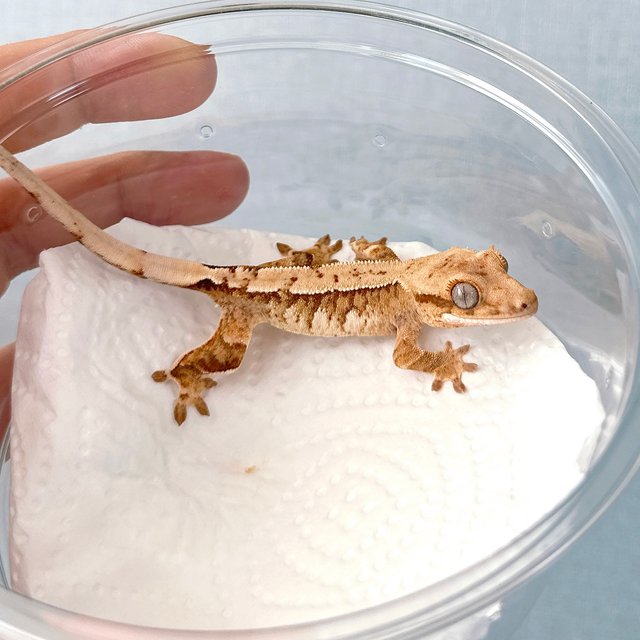 트라이 익스트림할리퀸 노멀