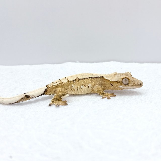 드리피 크림시클