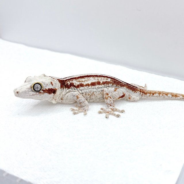 레드 스트라이프