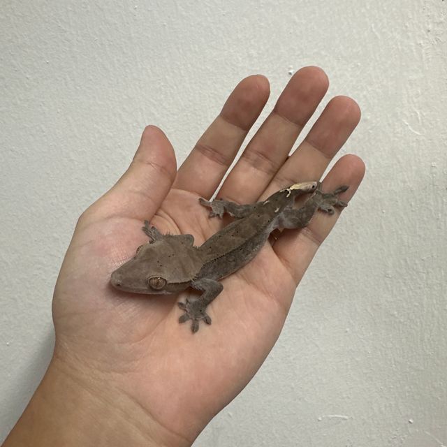 다크 팬텀 카푸치노