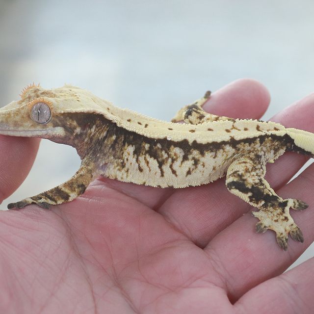 트라이