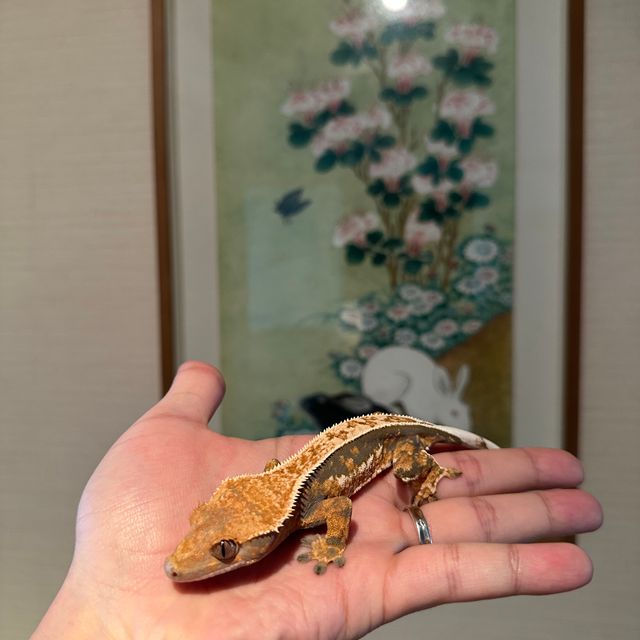 풀핀