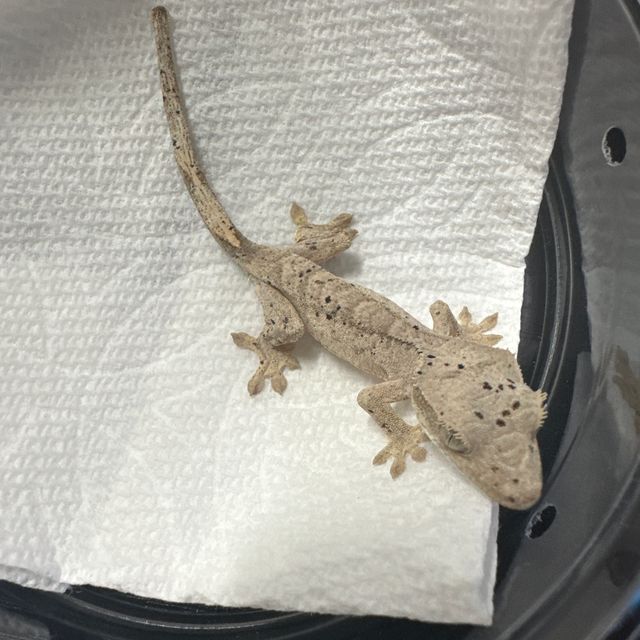 달마시안 슈퍼달마시안