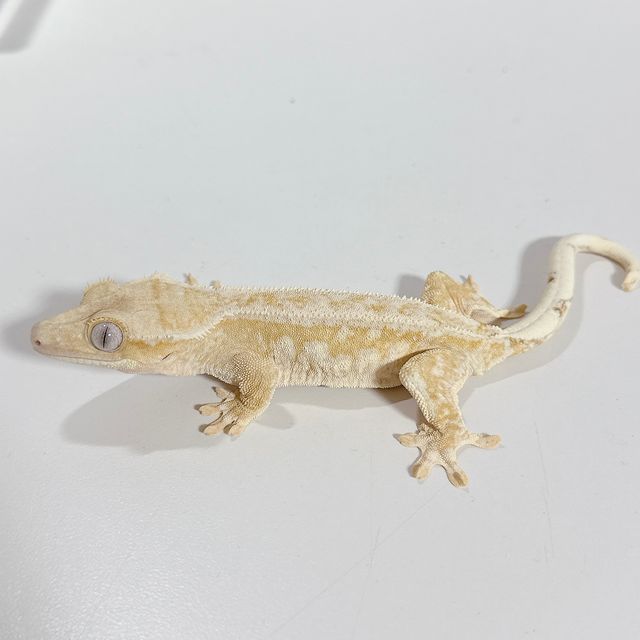 크림시클